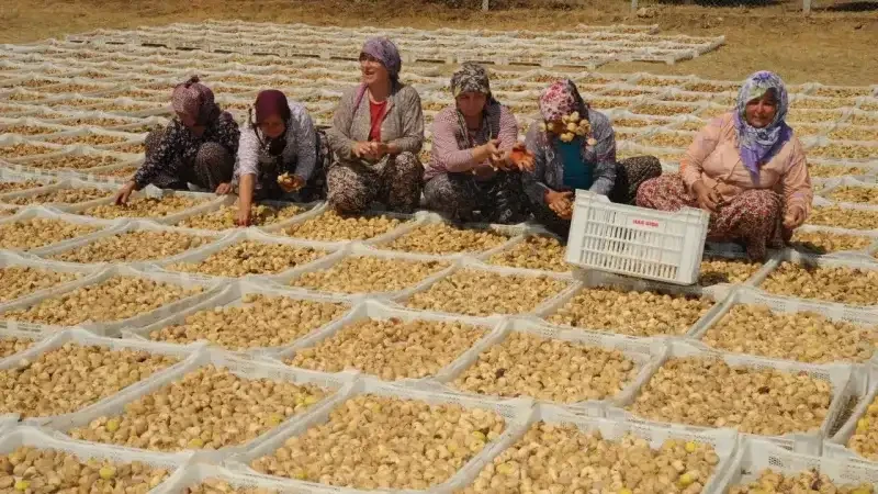 Women sitting among rows of drying trays in the field, sorting freshly harvested figs